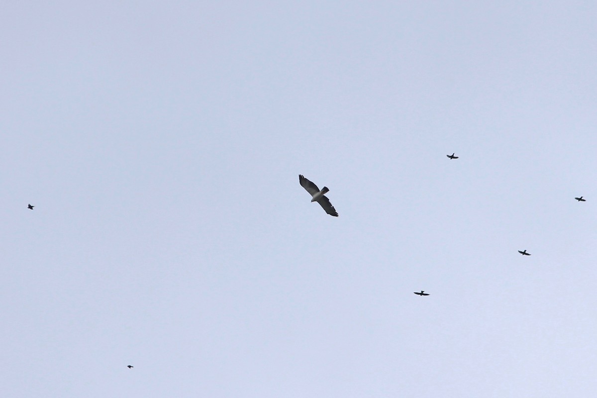 Black-and-white Hawk-Eagle - ML84923491