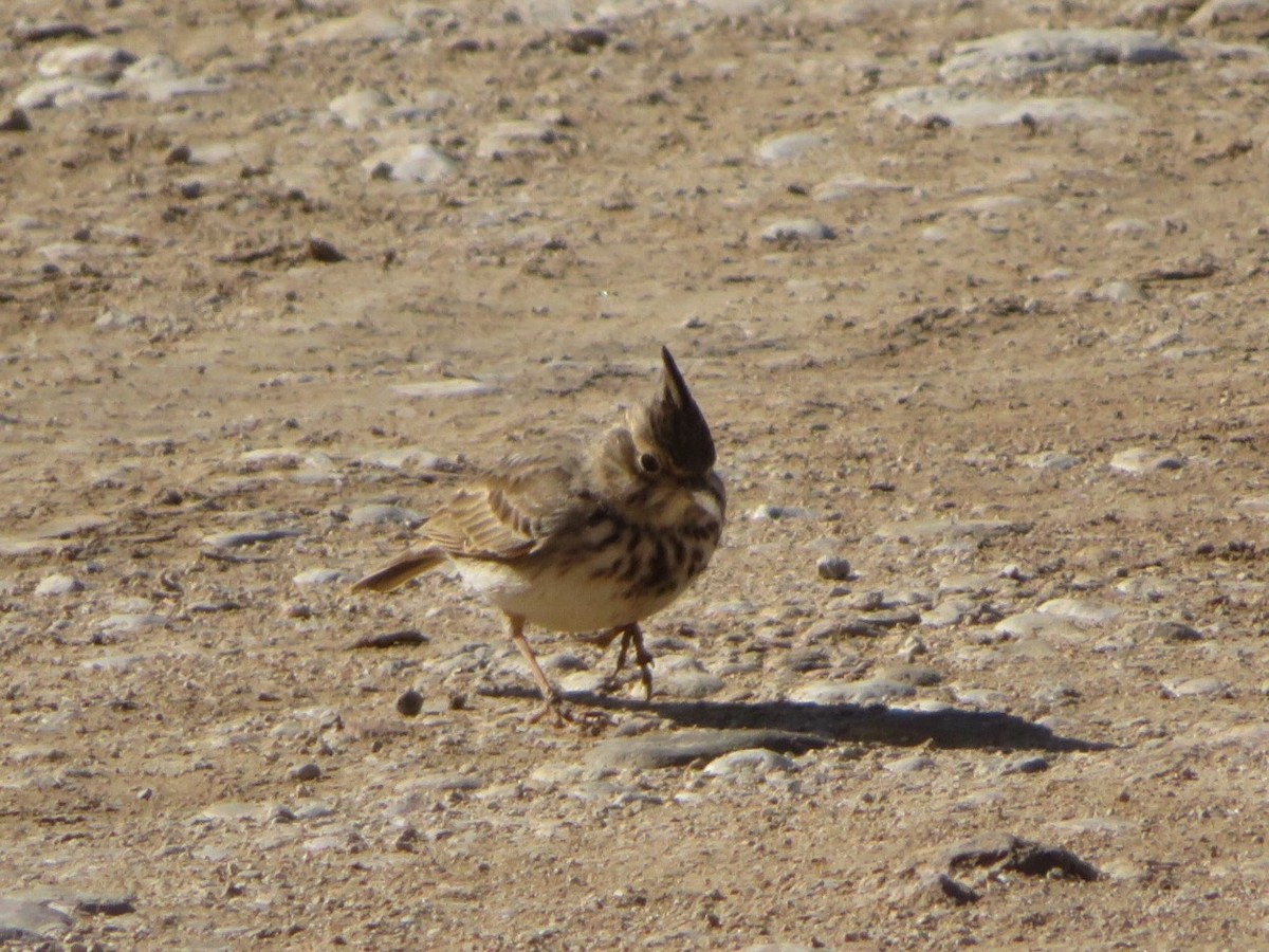 Thekla's/Crested Lark - ML84923861