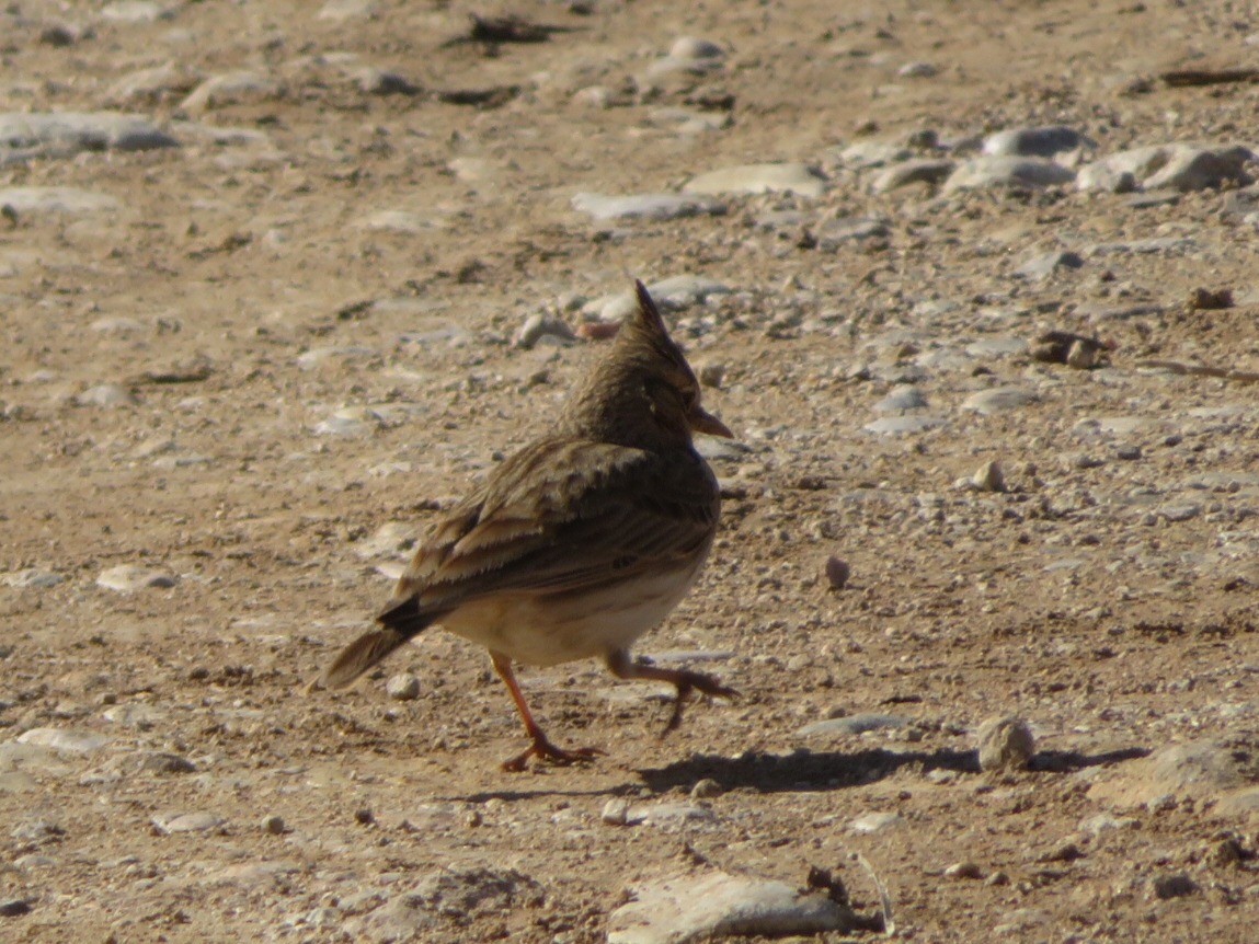 Thekla's/Crested Lark - ML84923871