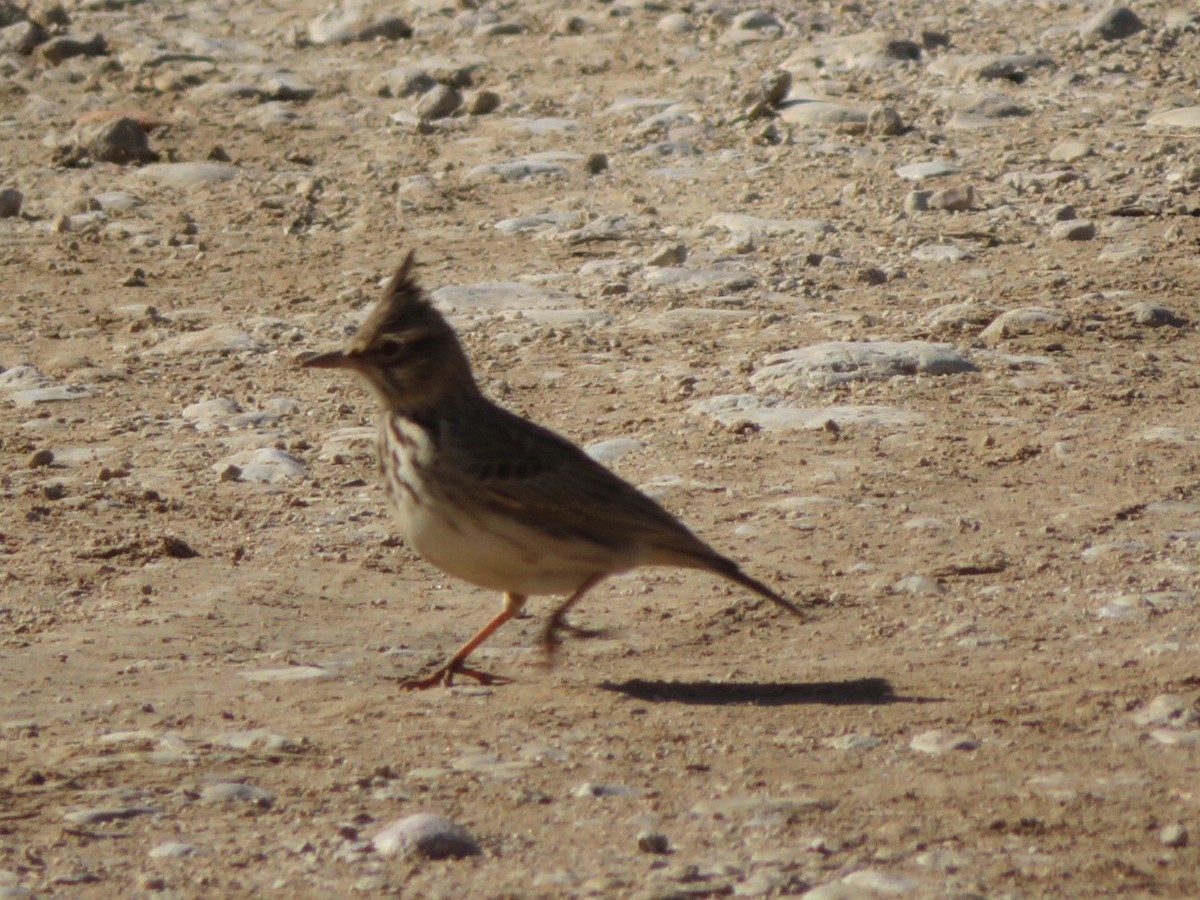 Thekla's/Crested Lark - ML84923881