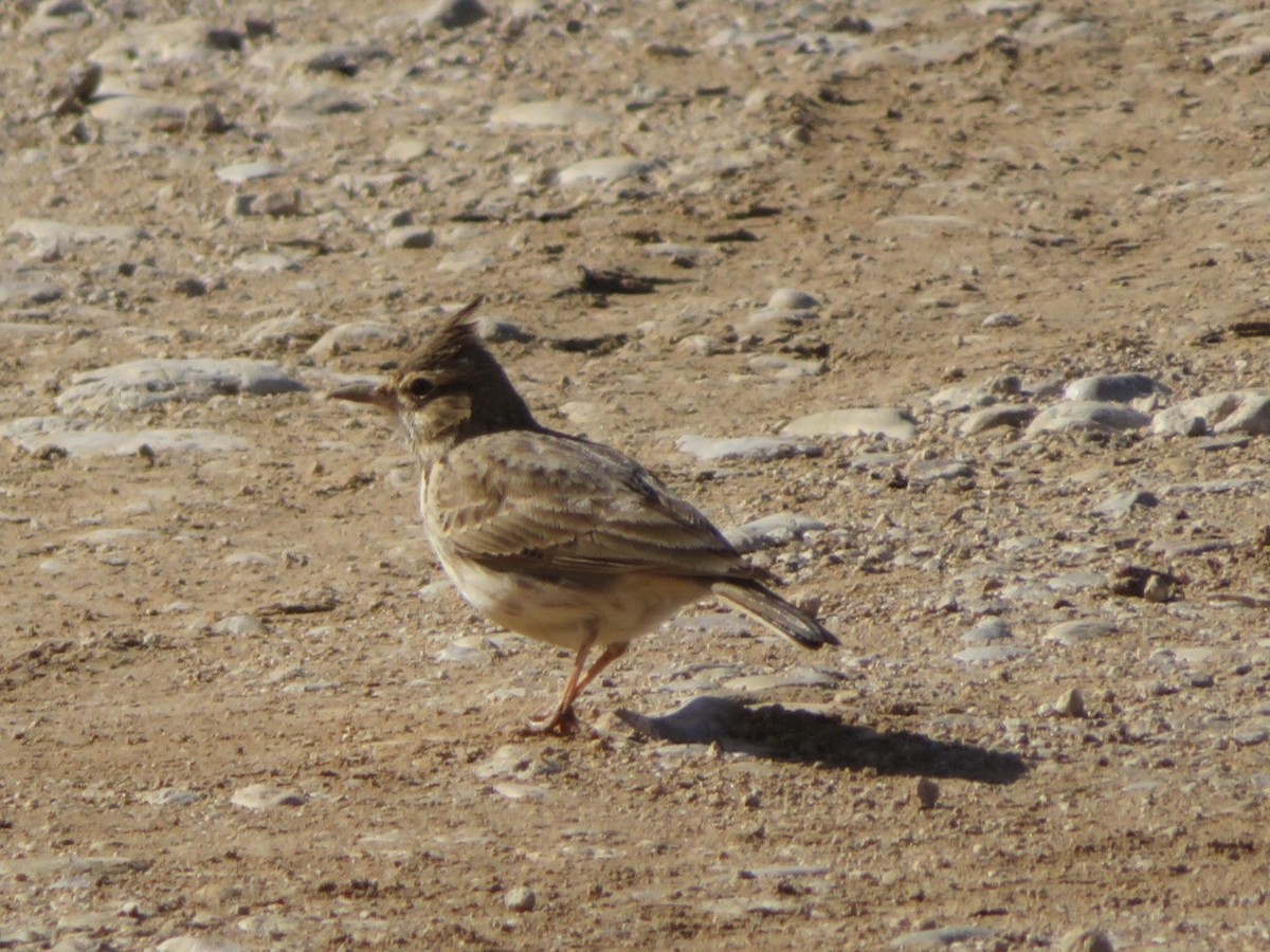 Thekla's/Crested Lark - ML84923891