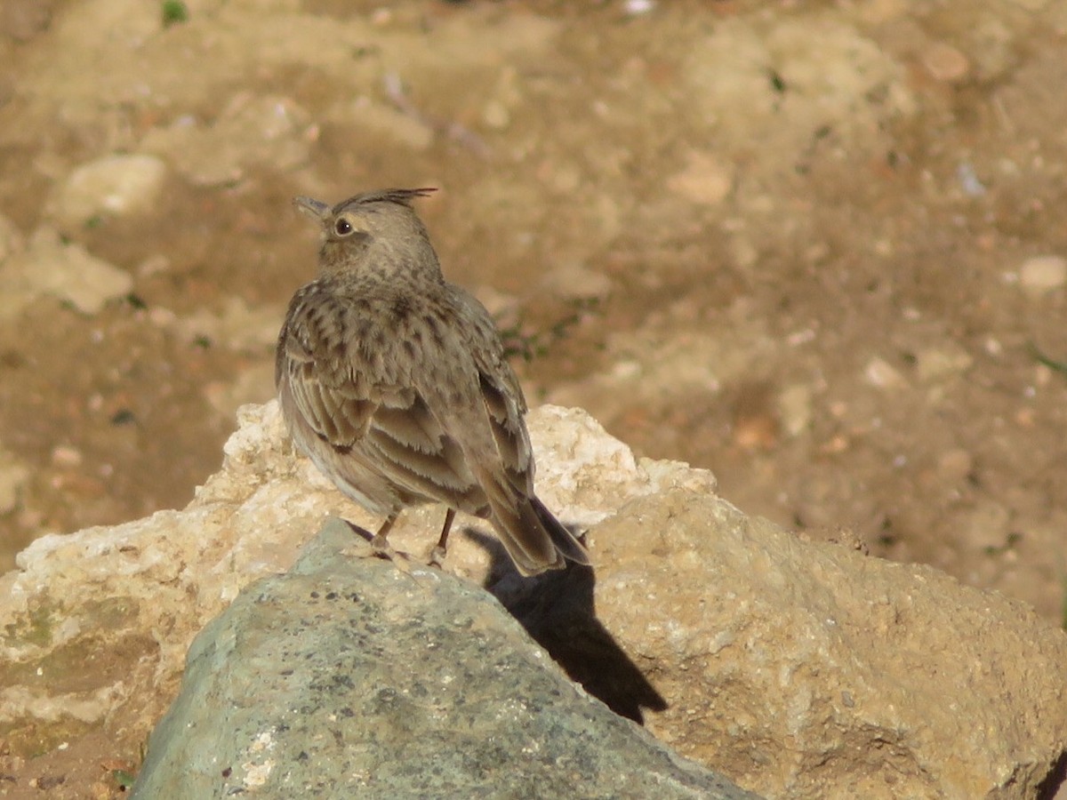 Crested Lark (Crested) - ML84924001