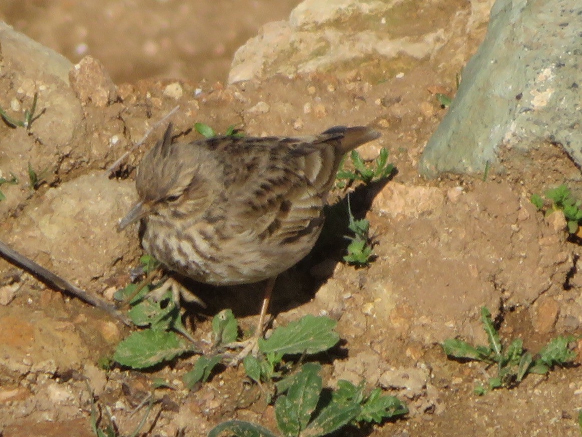 Crested Lark (Crested) - ML84924021