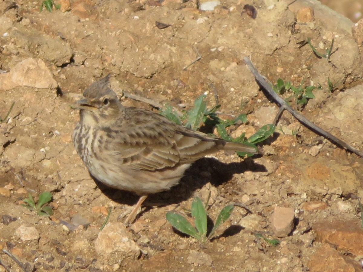 Crested Lark (Crested) - ML84924031