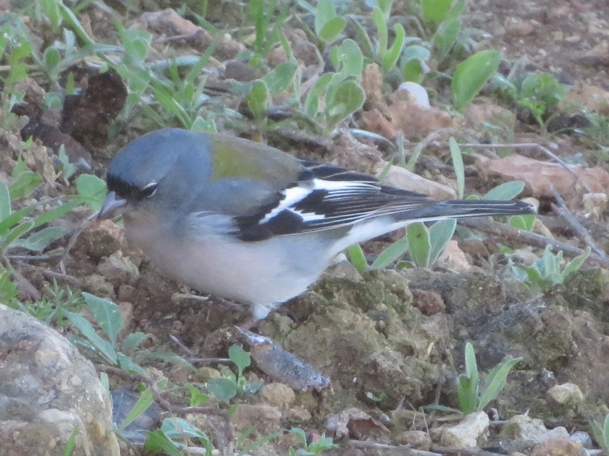 African Chaffinch (African) - ML84924081