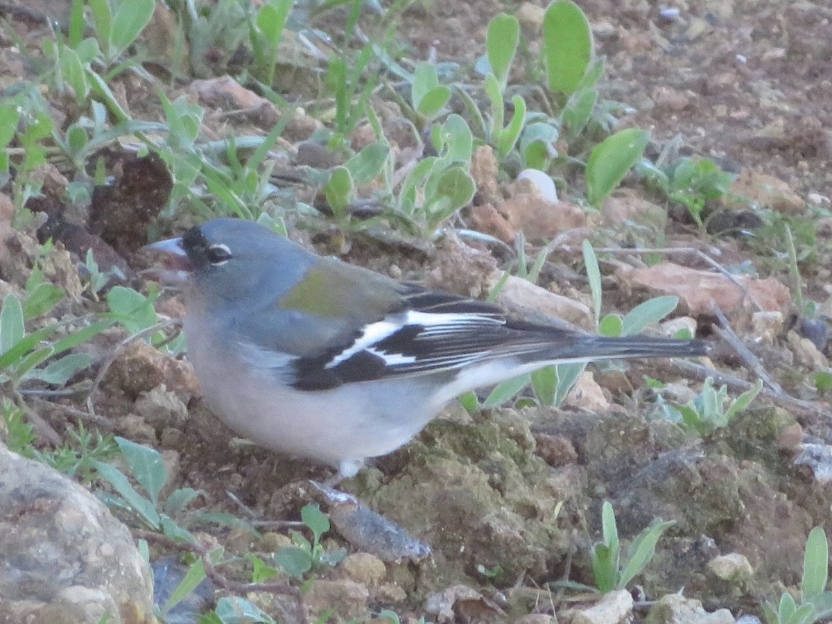 African Chaffinch (African) - ML84924091