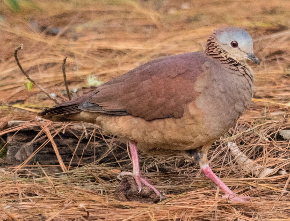 White-faced Quail-Dove - ML84924711