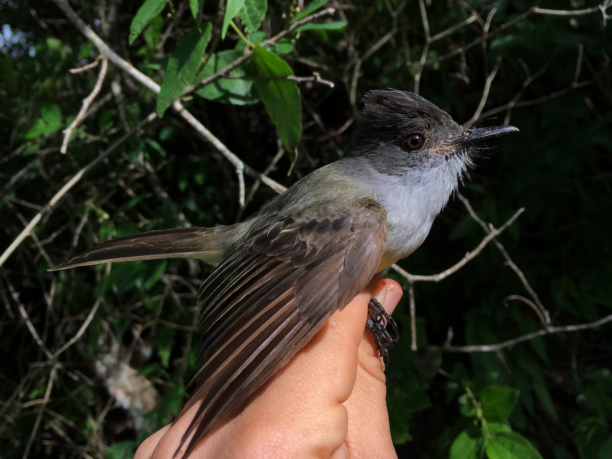 Dusky-capped Flycatcher - ML84924831