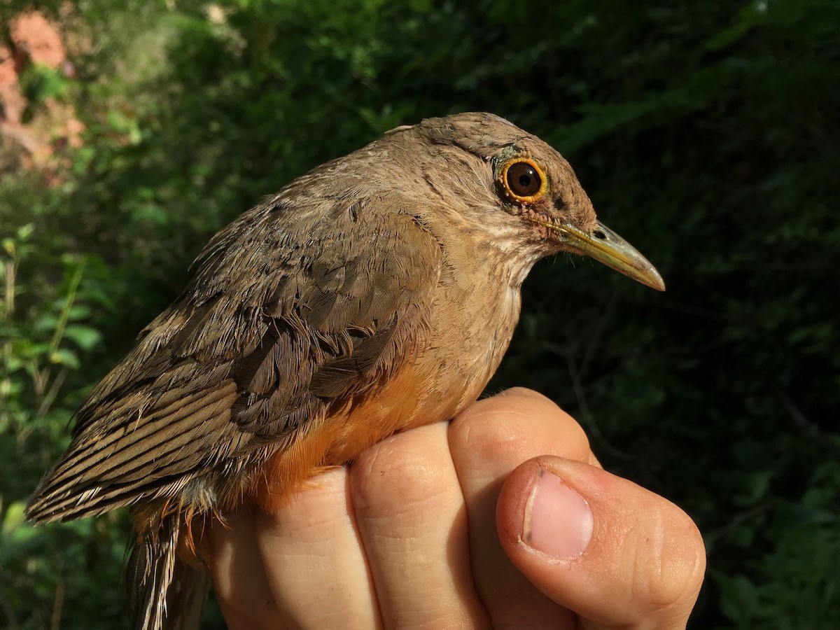 Rufous-bellied Thrush - Oscar Johnson