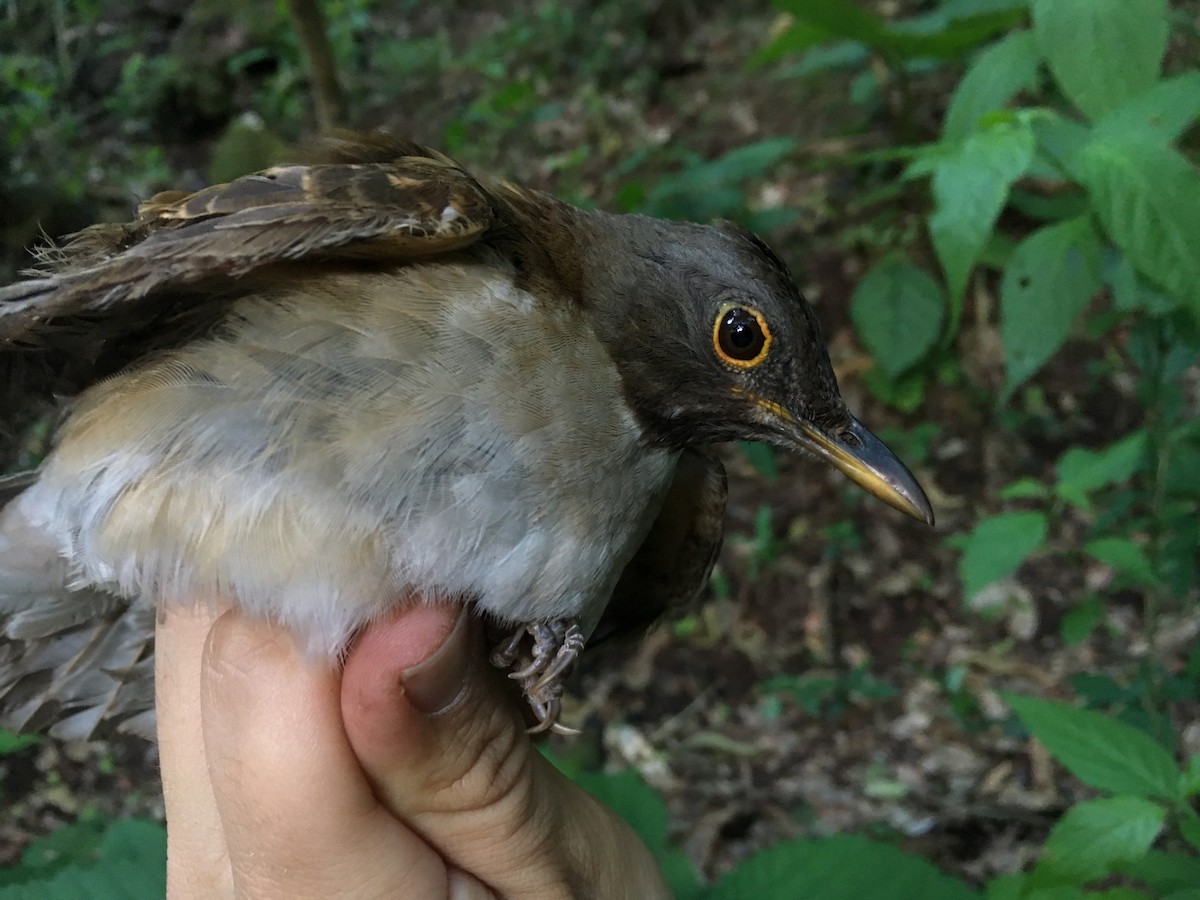 White-necked Thrush - Oscar Johnson