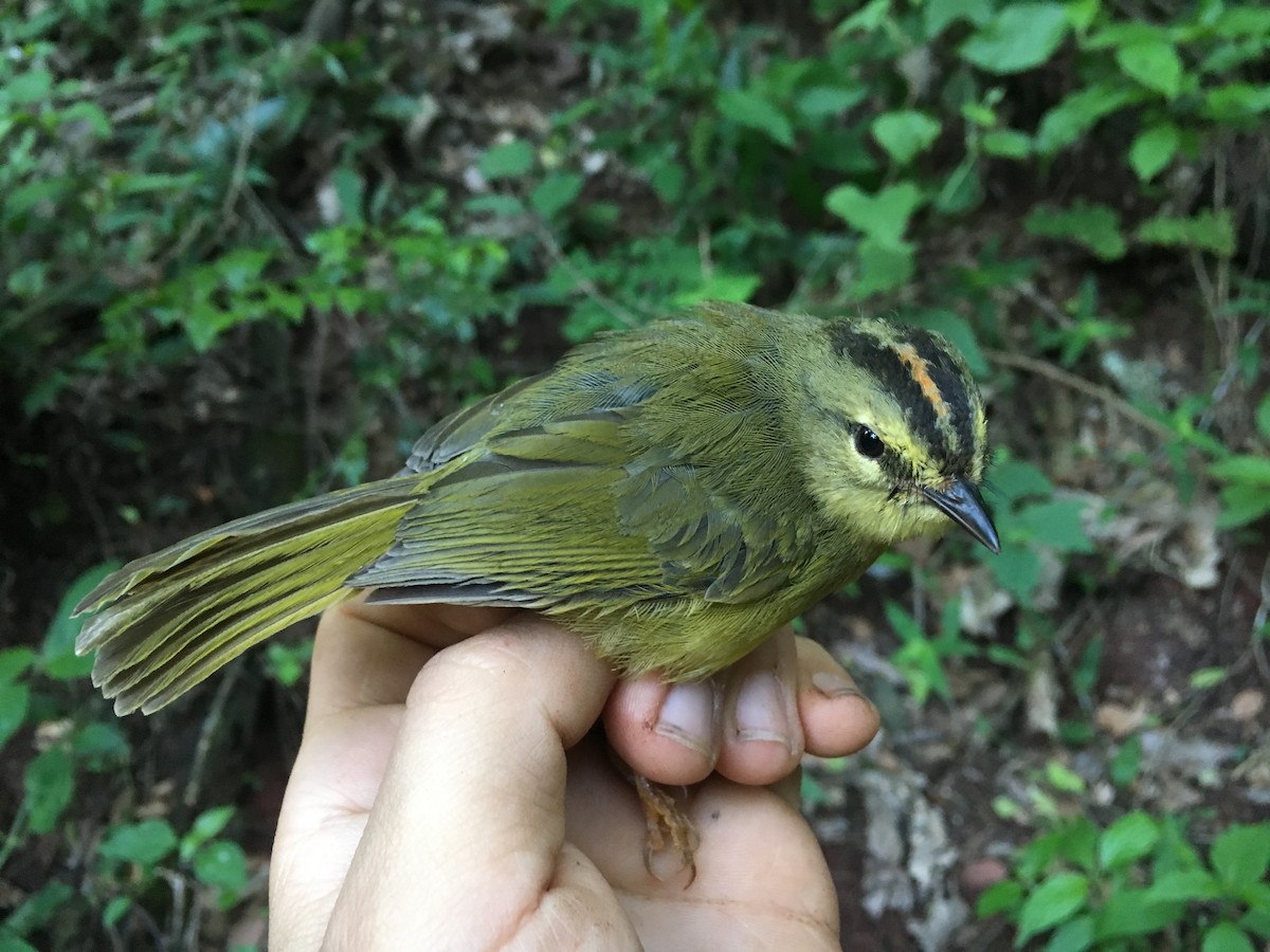 Two-banded Warbler - Oscar Johnson