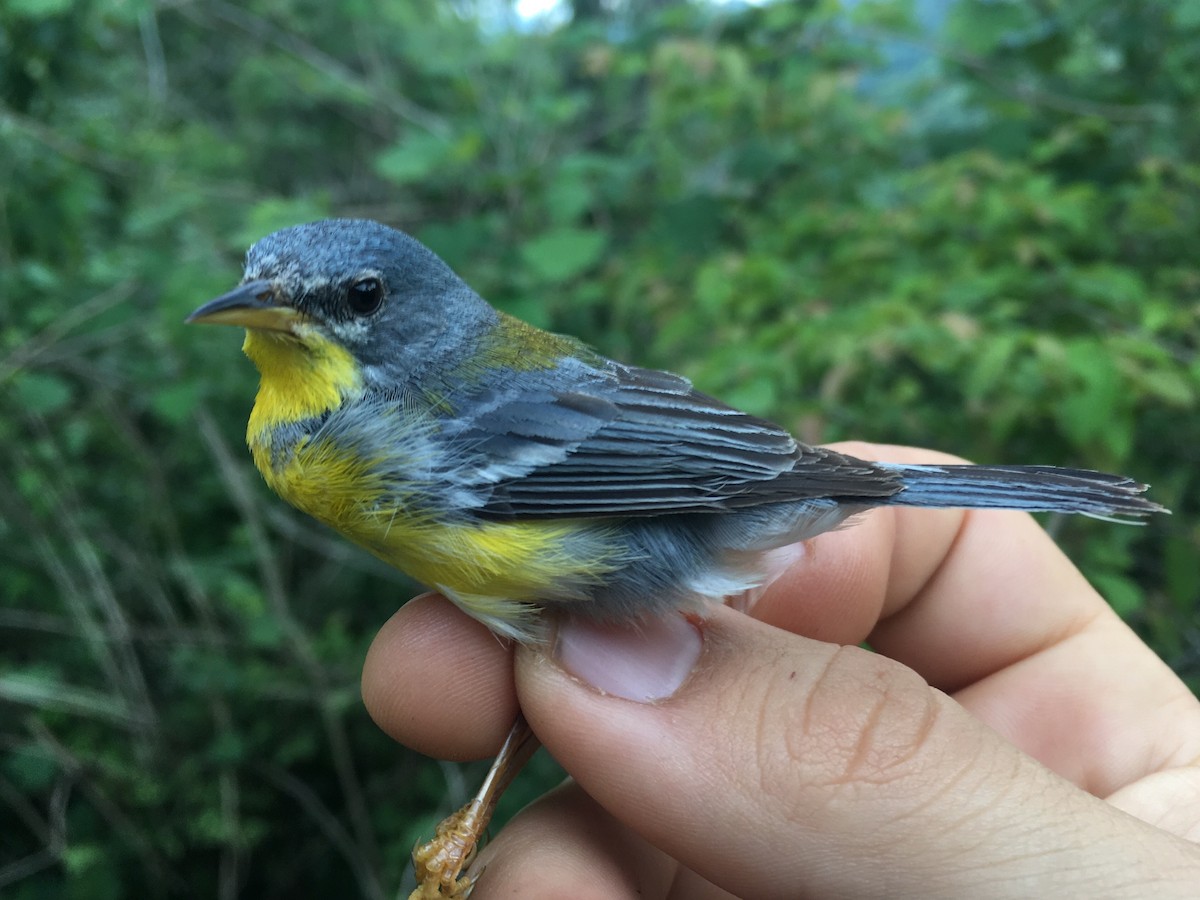 Tropical Parula - ML84925281