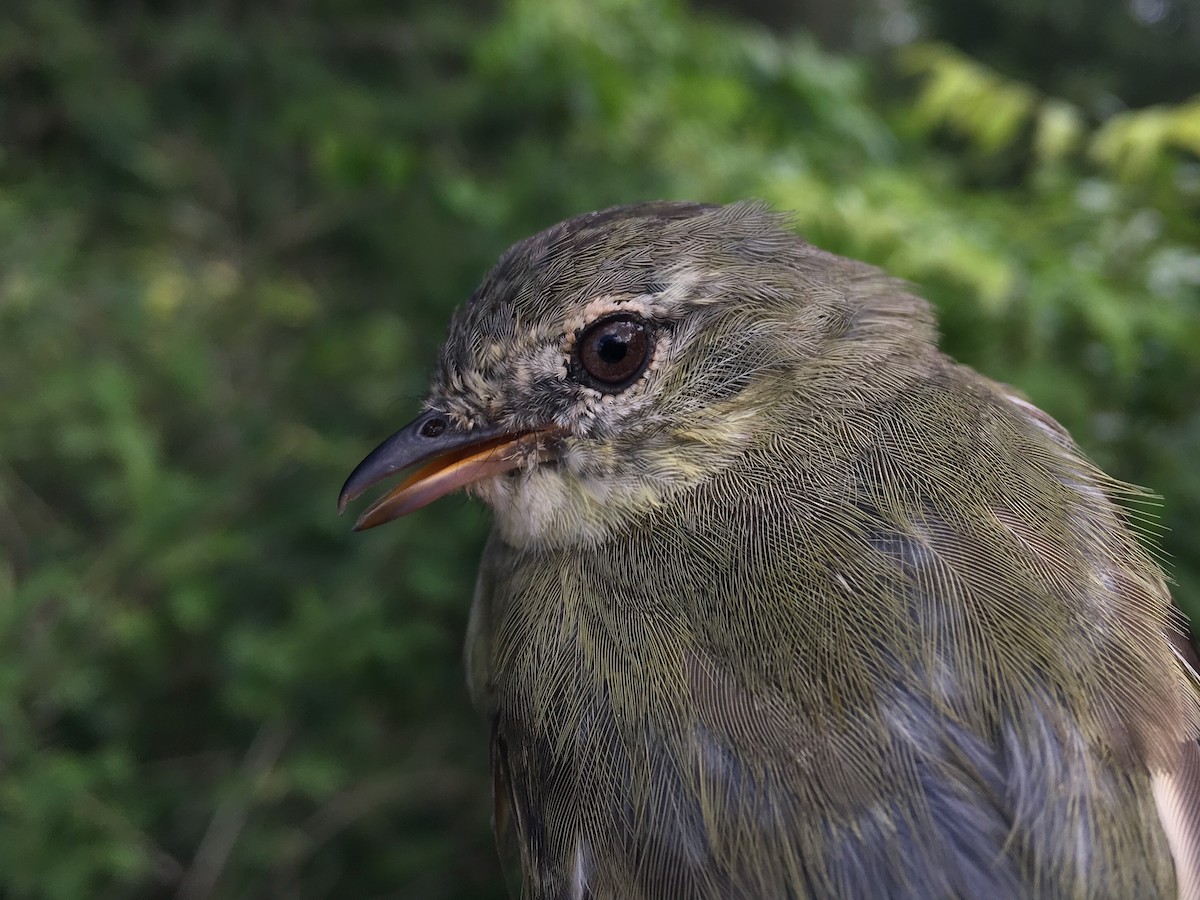 Rough-legged Tyrannulet - Oscar Johnson