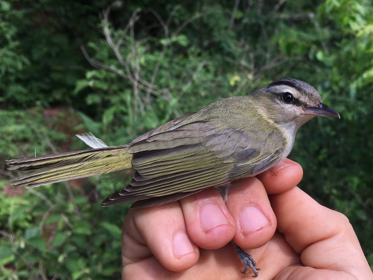 Chivi Vireo (migratory) - ML84925461