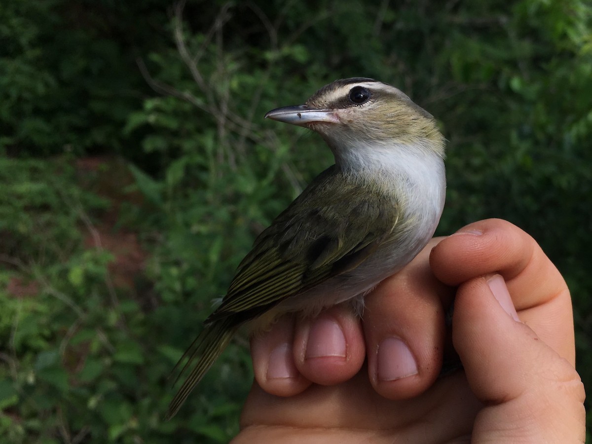 Chivi Vireo (migratory) - Oscar Johnson