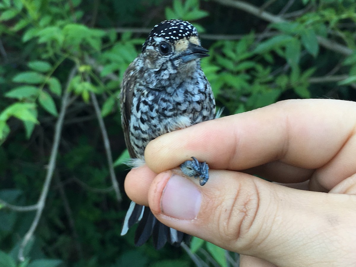 Ocellated Piculet - ML84925921