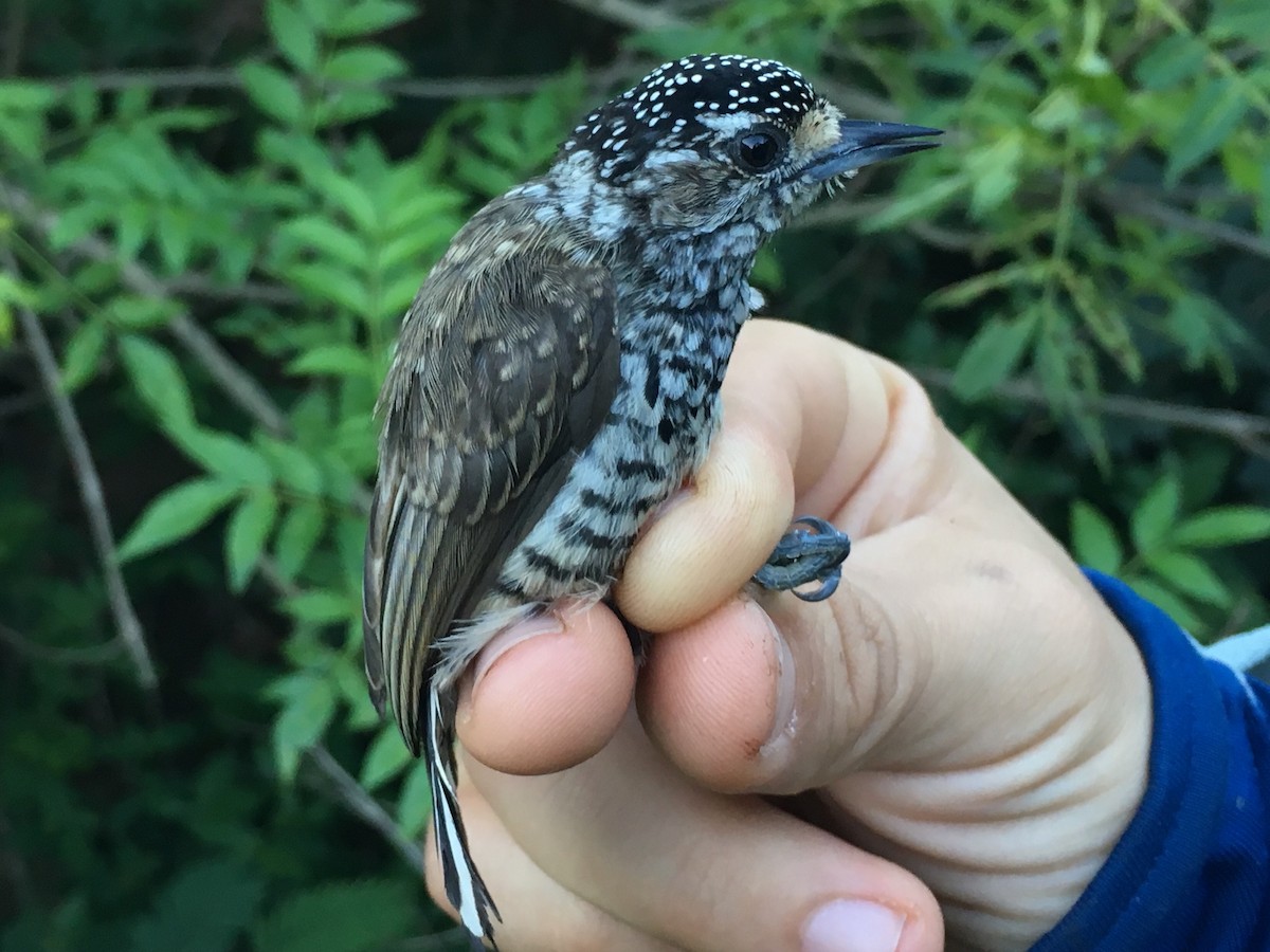 Ocellated Piculet - ML84925931