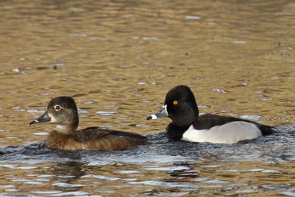 Ring-necked Duck - ML84926851