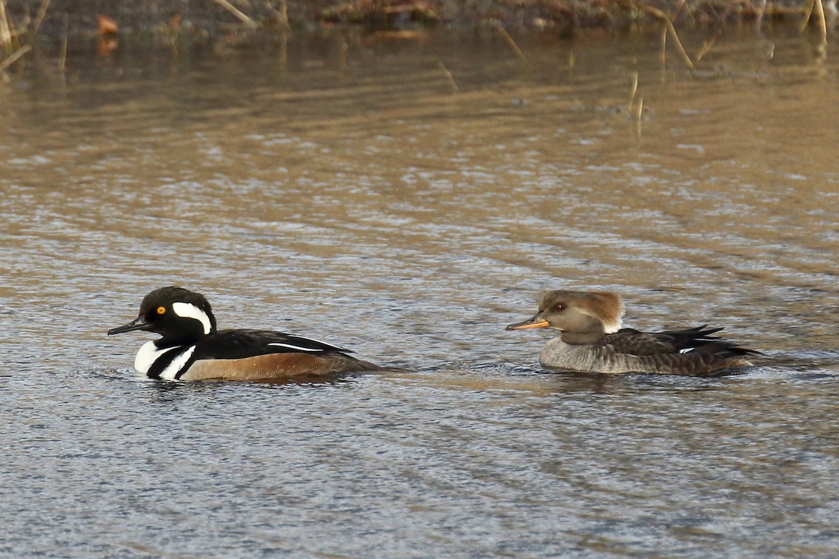 Hooded Merganser - ML84926881