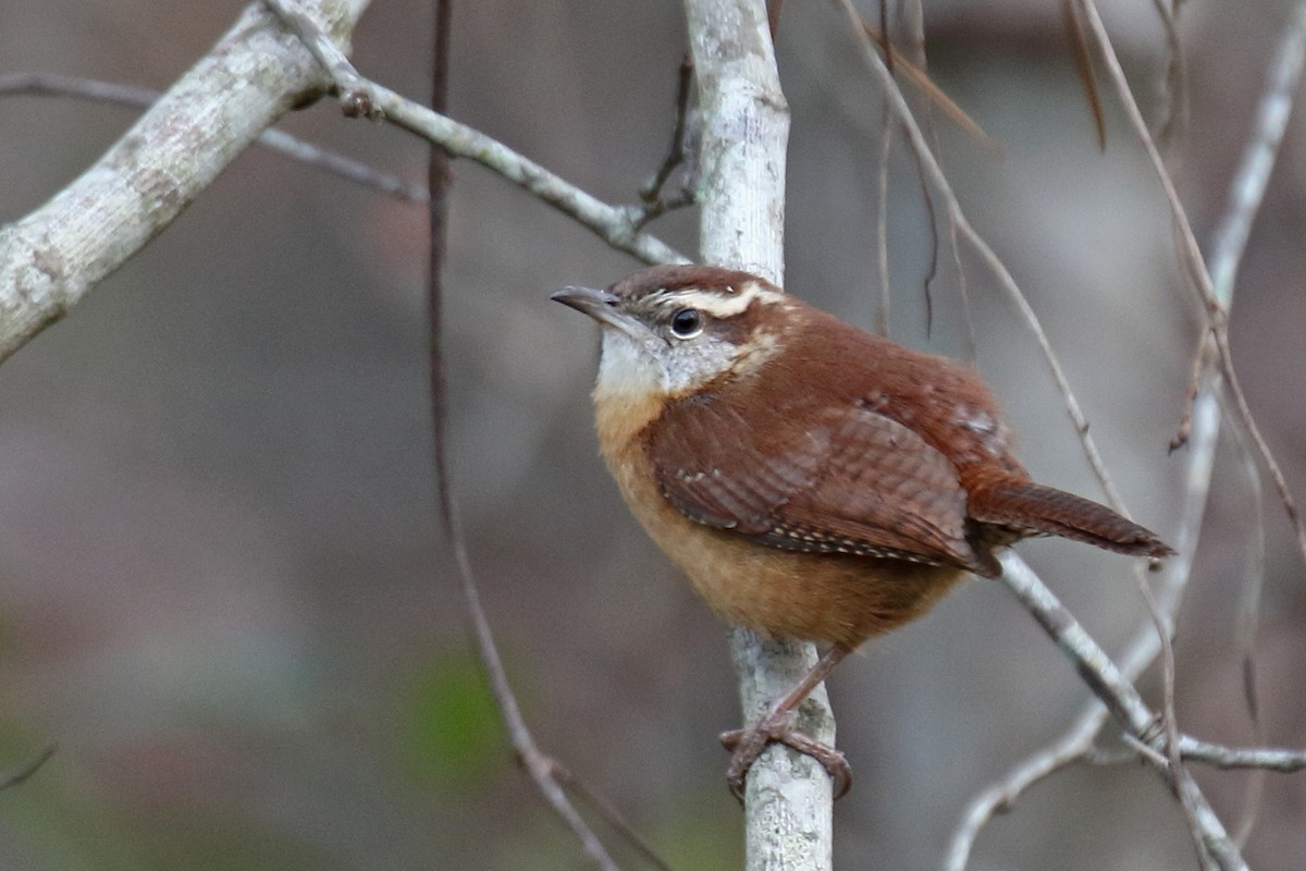 Carolina Wren - ML84926921