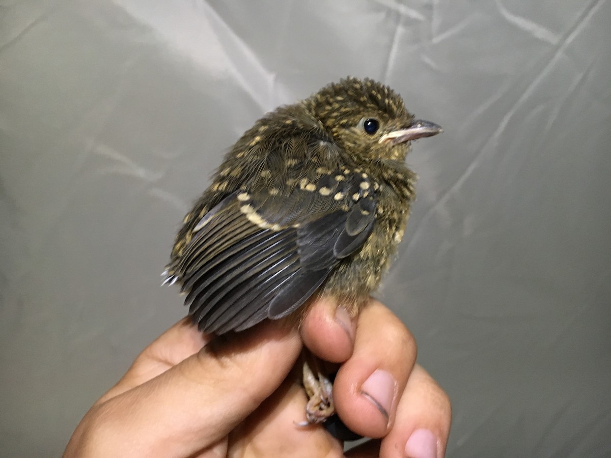 Variable Antshrike - ML84927081