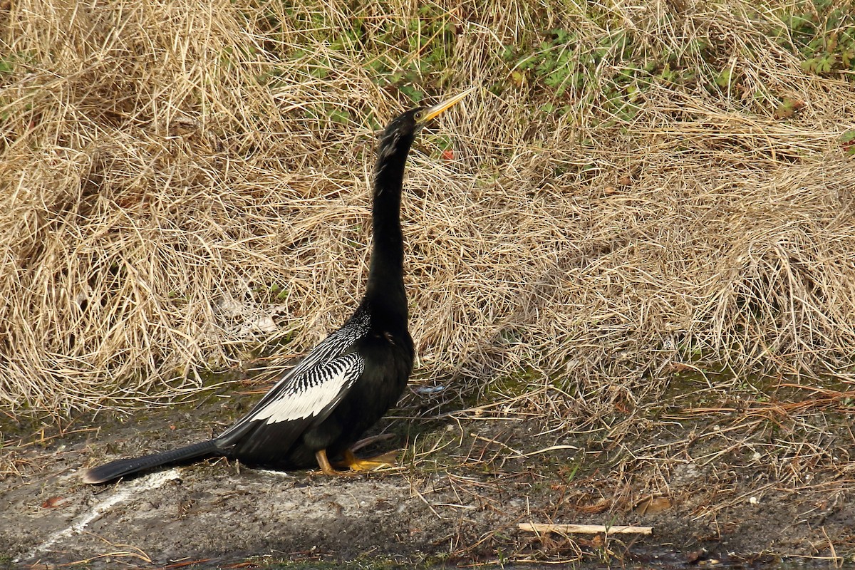 Anhinga - ML84927811