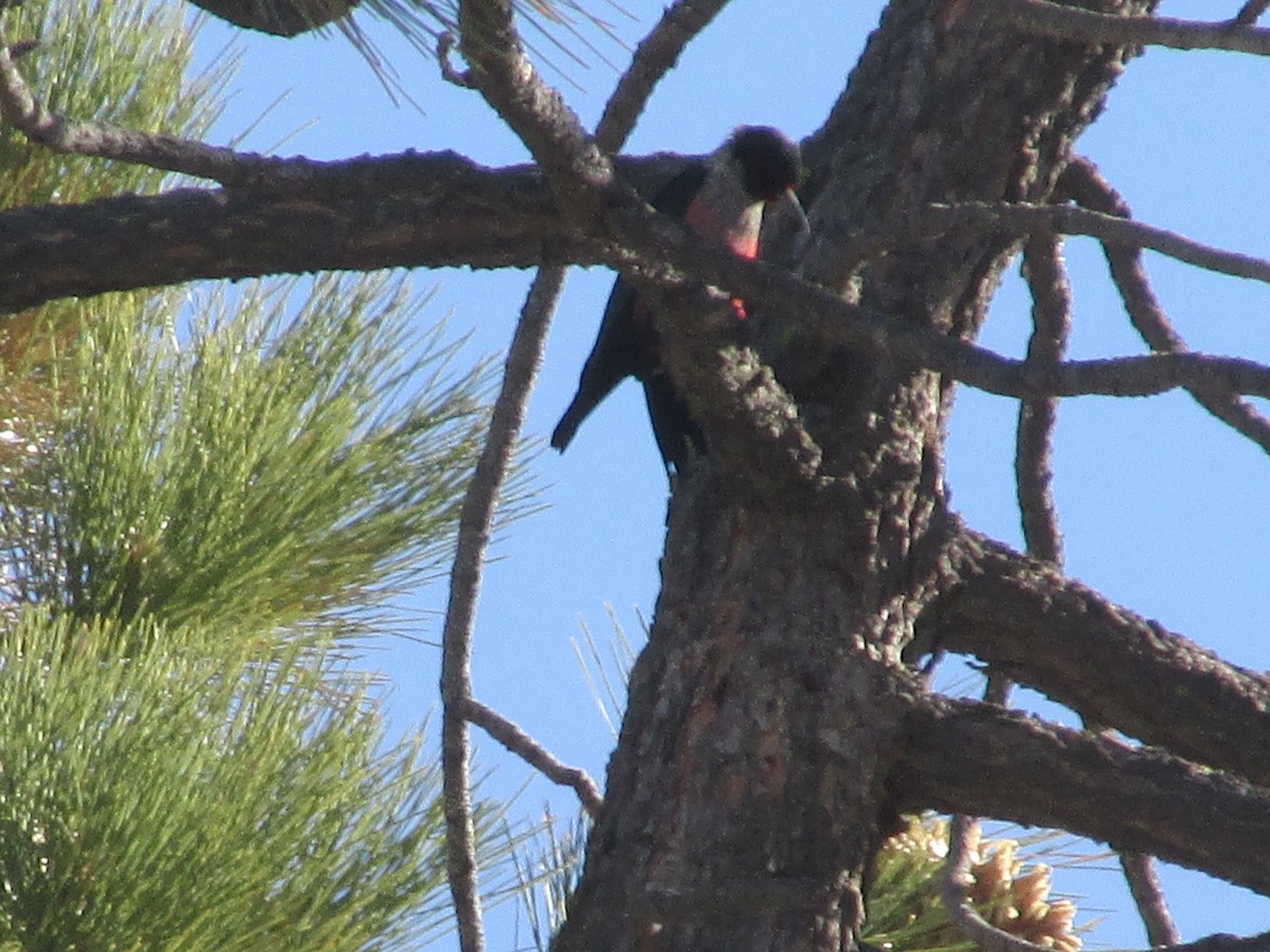 Lewis's Woodpecker - ML84928061