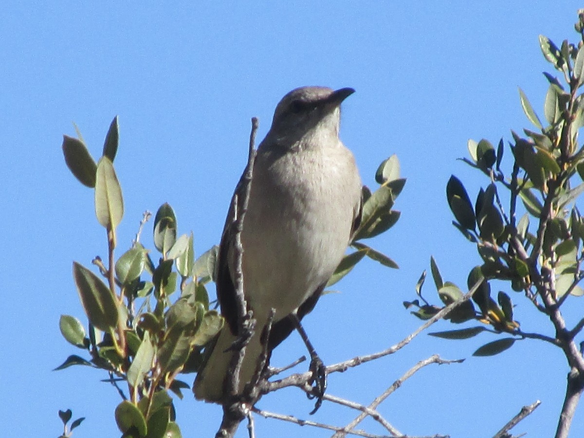 Northern Mockingbird - ML84928091