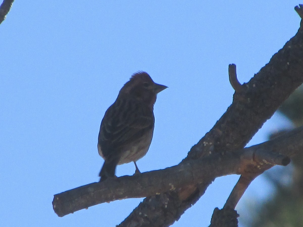 Cassin's Finch - ML84928241