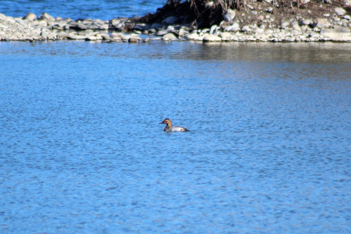 Canvasback - David Pluth