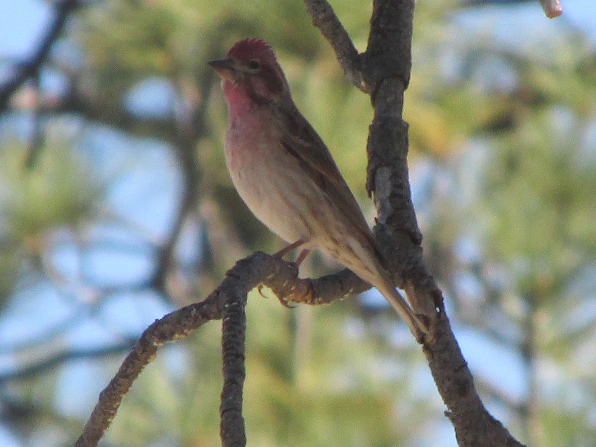 Cassin's Finch - ML84929001