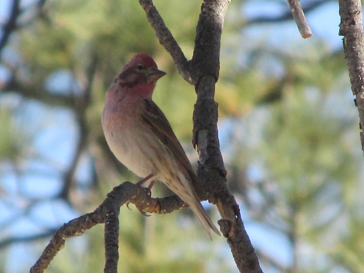 Cassin's Finch - ML84929011