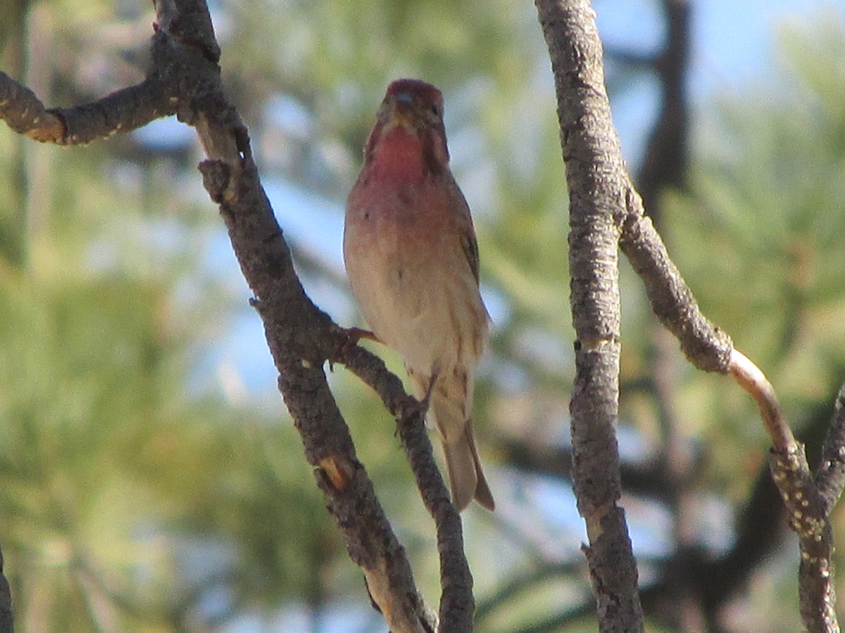 Cassin's Finch - ML84929021