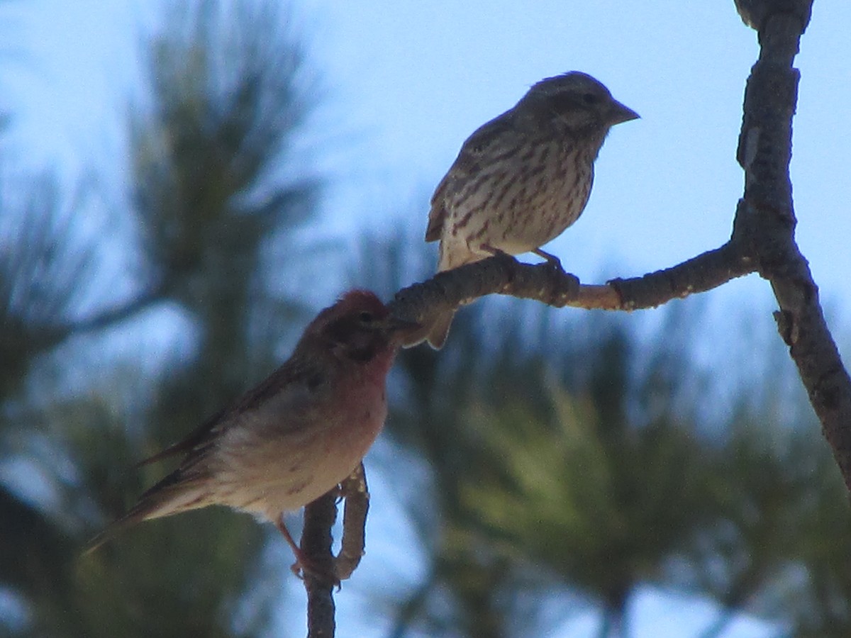 Cassin's Finch - ML84929031