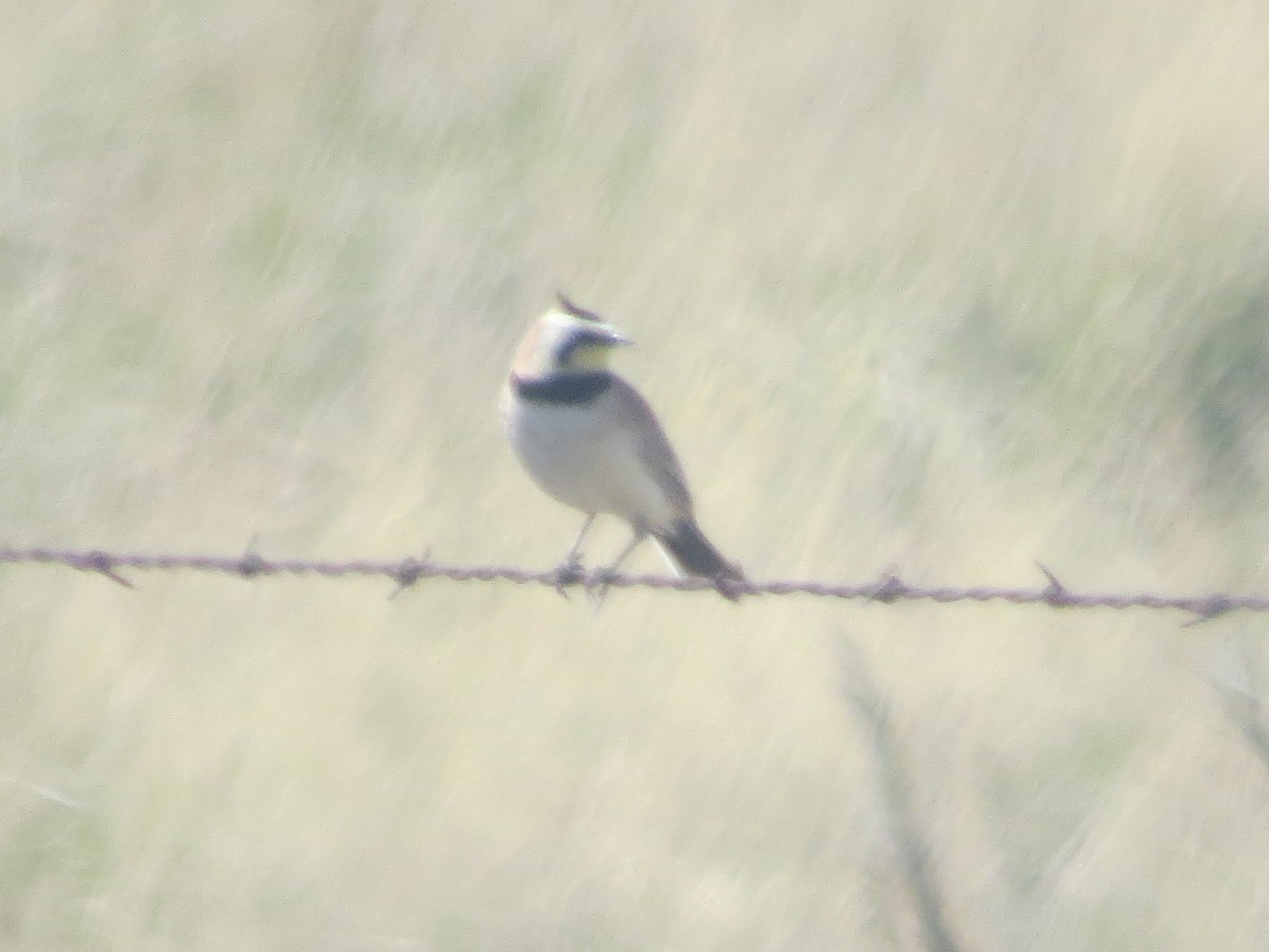 Horned Lark - ML84929131