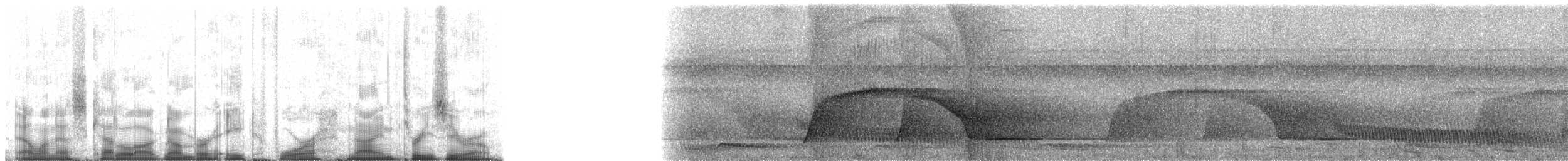 Мурав’янка сірочерева (підвид torquata) - ML84930