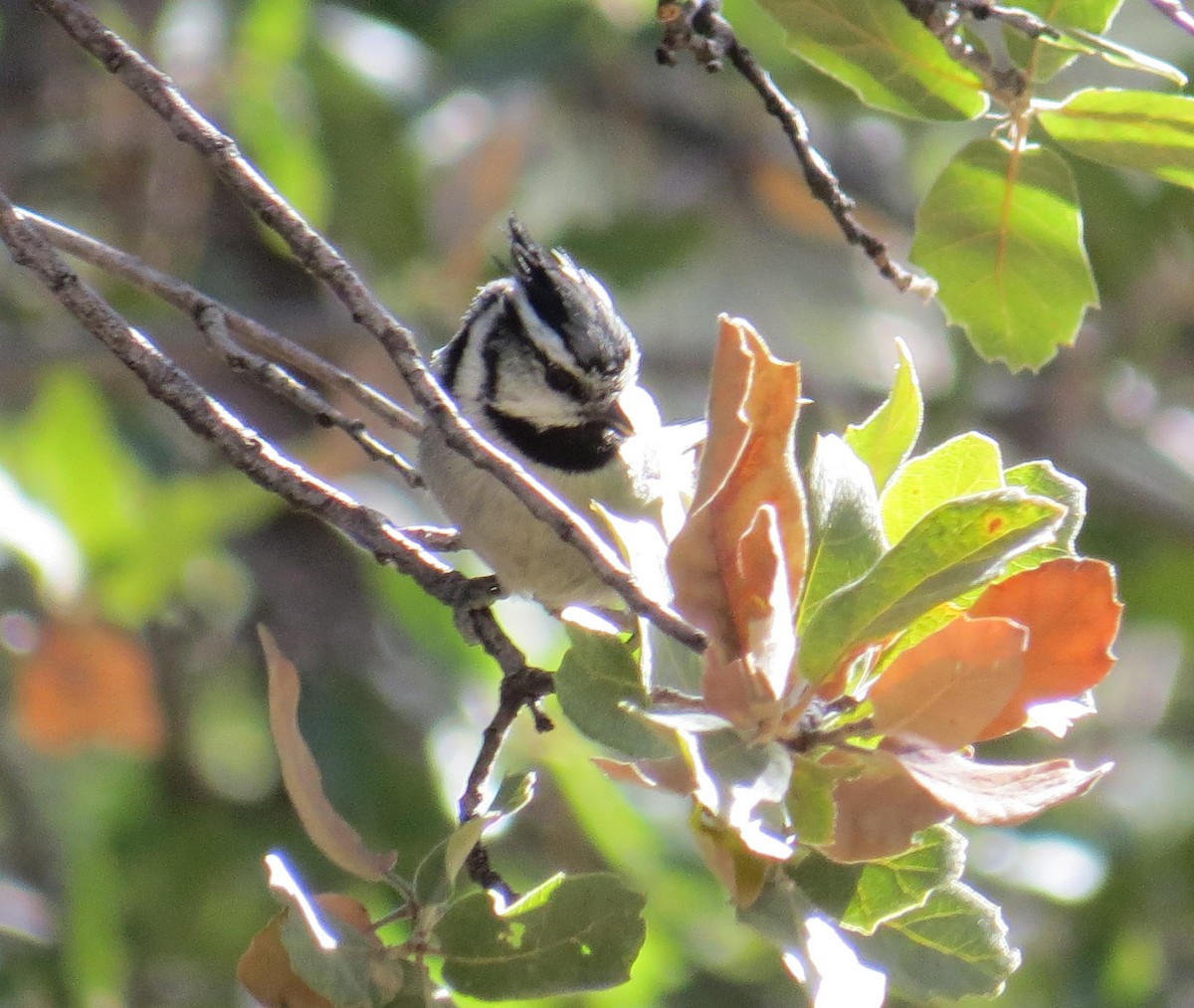 Bridled Titmouse - David New