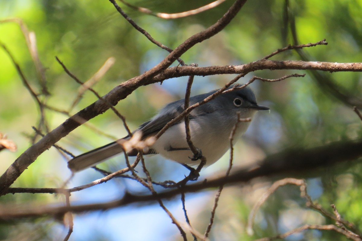 Blue-gray Gnatcatcher - Lindsey Duval