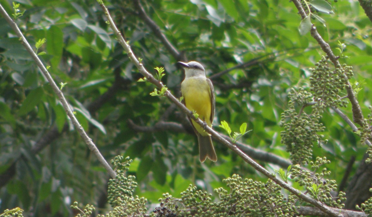 Tropical Kingbird - ML84930511