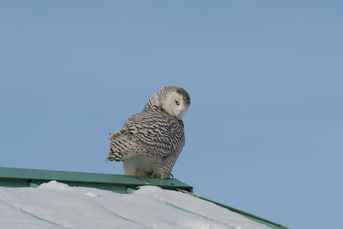 Snowy Owl - Annette McClellan