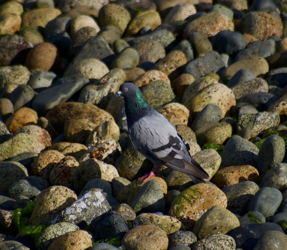 Rock Pigeon (Feral Pigeon) - ML84931301