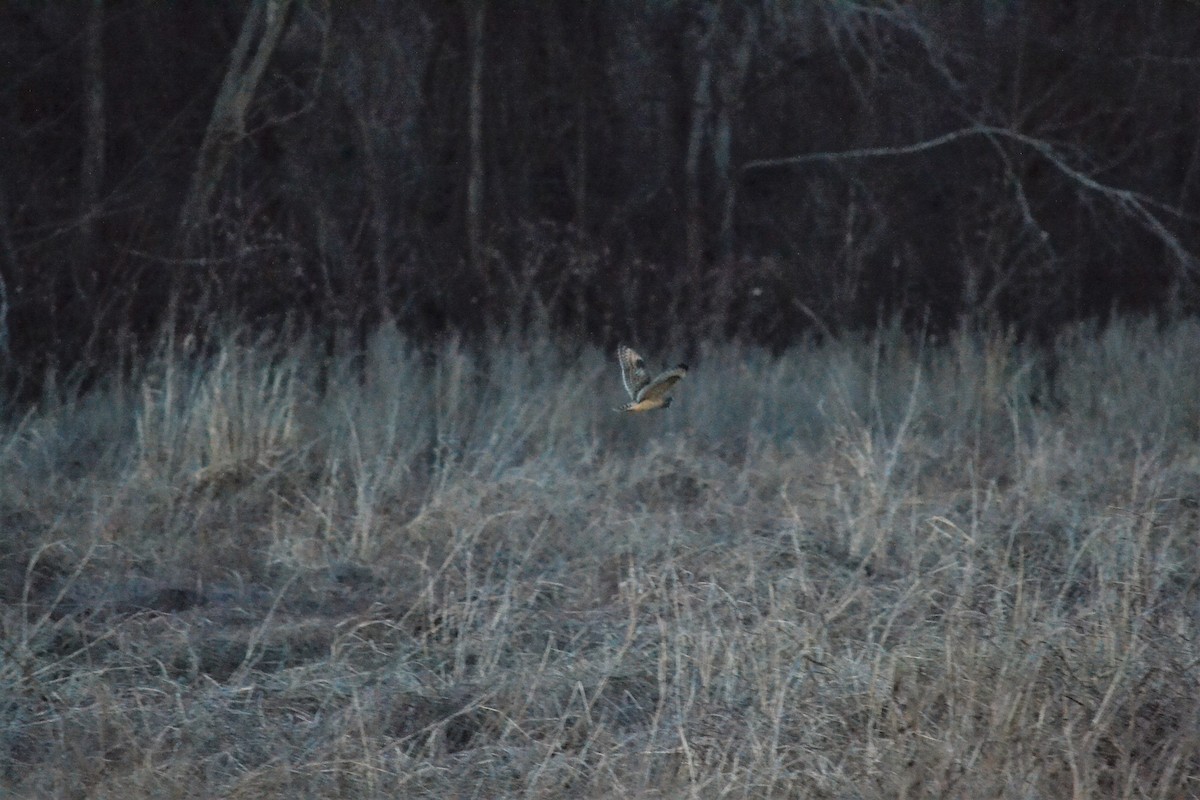 Short-eared Owl - ML84935861