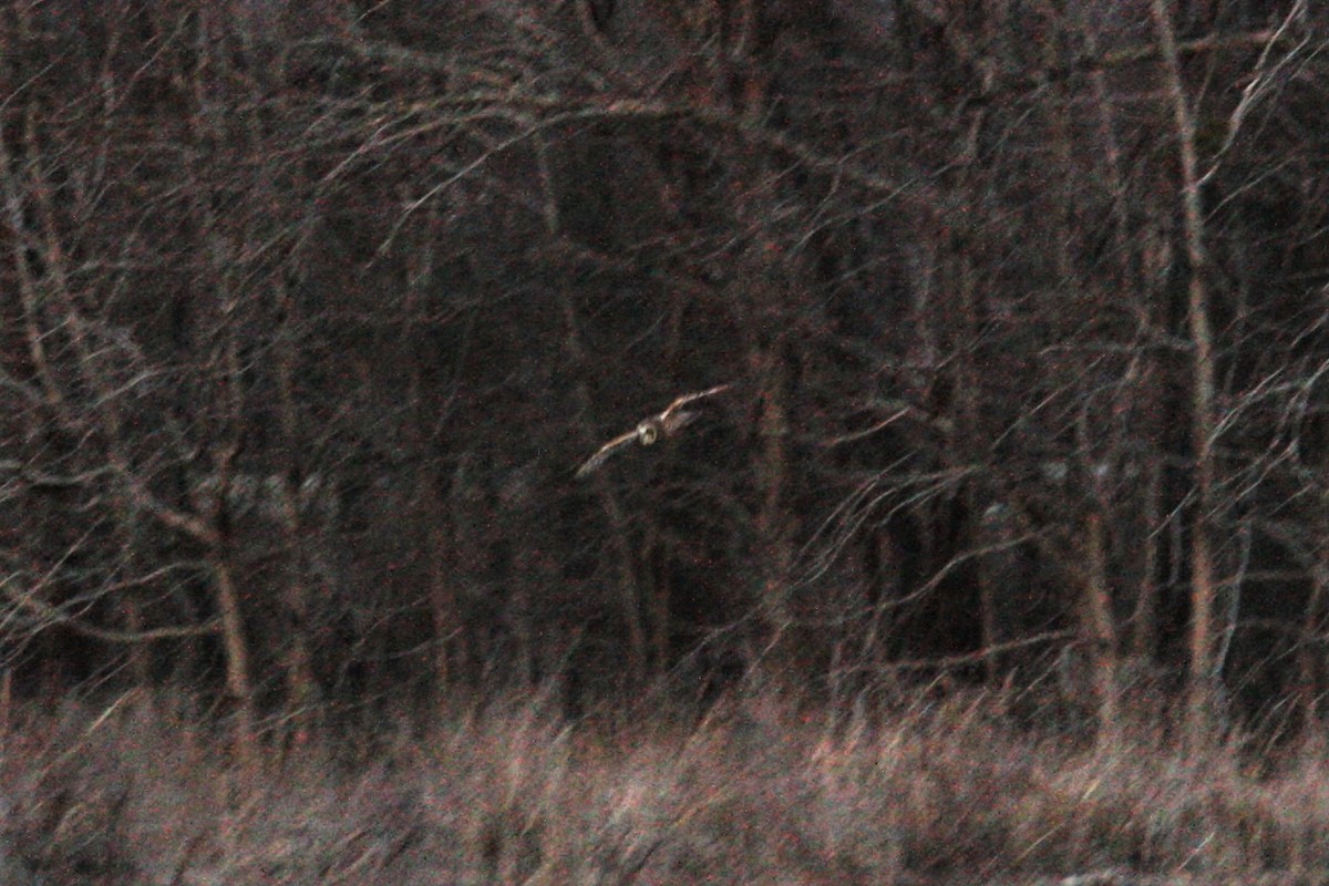 Short-eared Owl - ML84935991