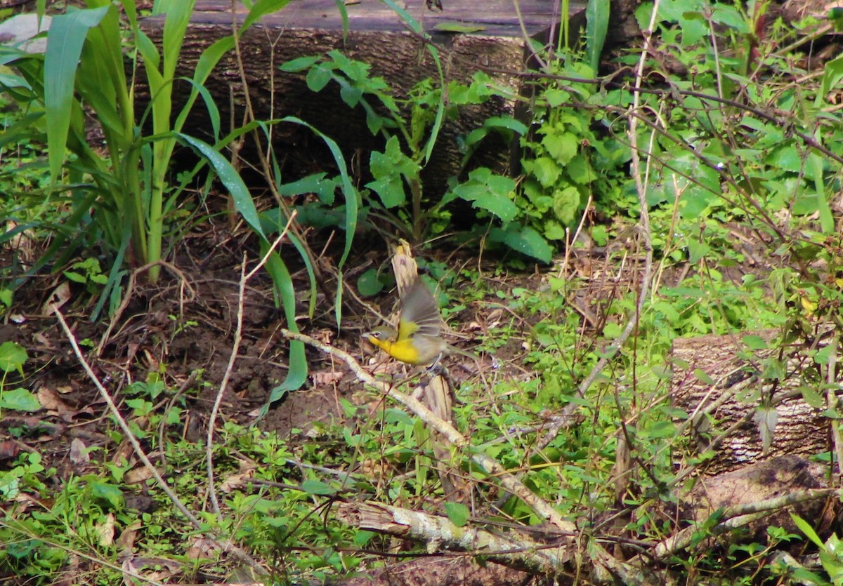 Yellow-breasted Chat - Juan Arrieta