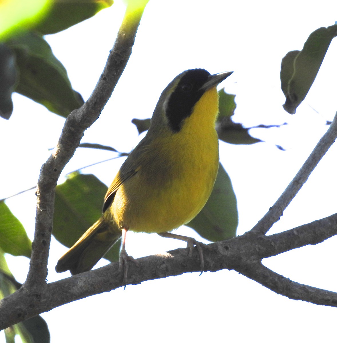 Bahama Yellowthroat - ML84937871