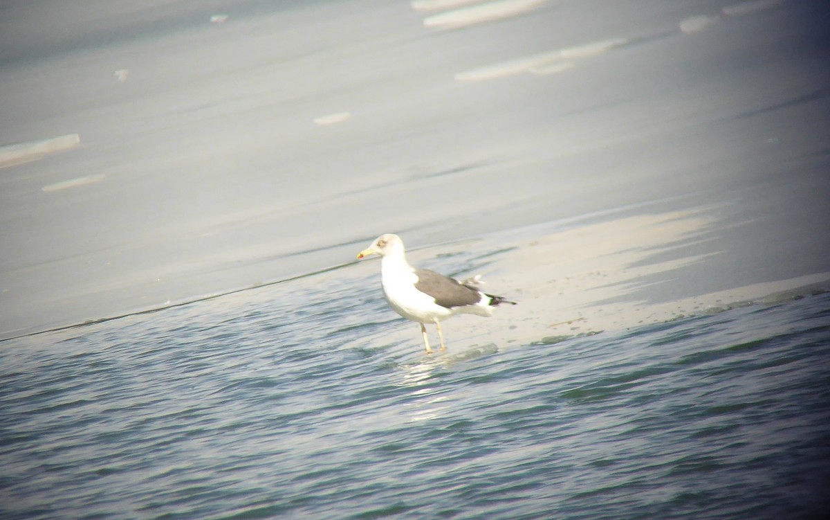 Lesser Black-backed Gull - Jeff Parks