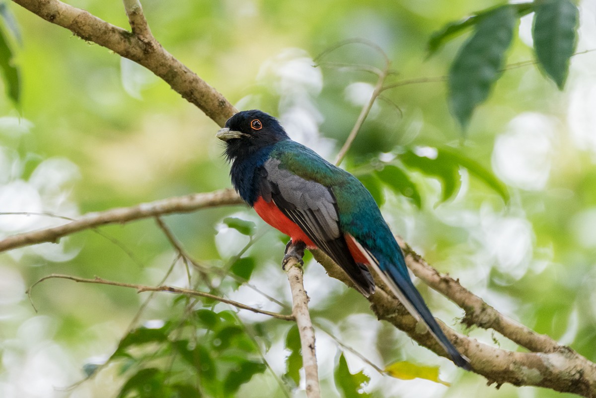 Trogon surucua - ML84938101