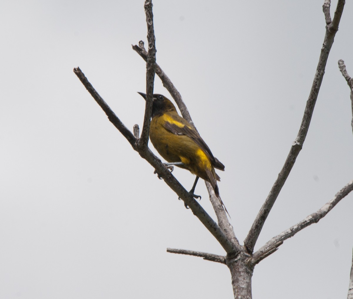 Cuban Oriole - ML84938391