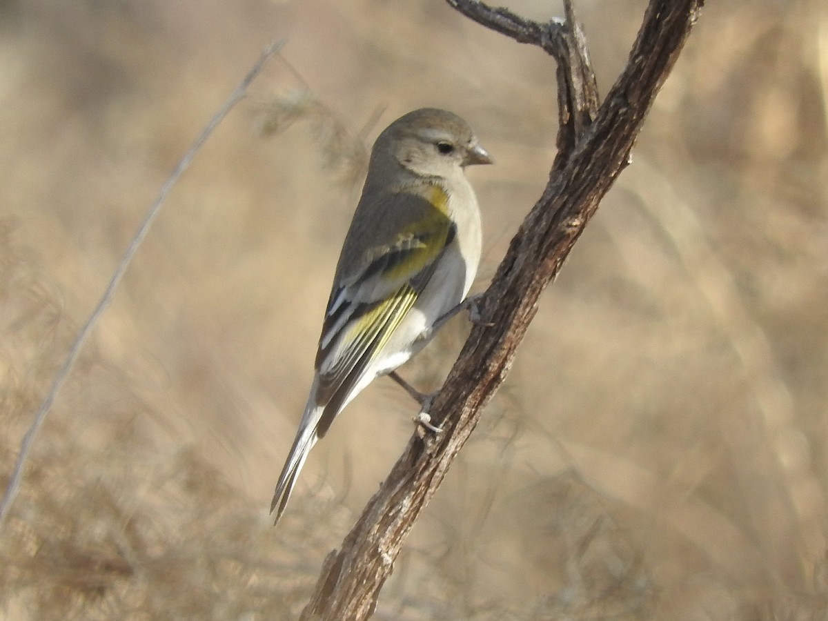 Lawrence's Goldfinch - Paul Suchanek