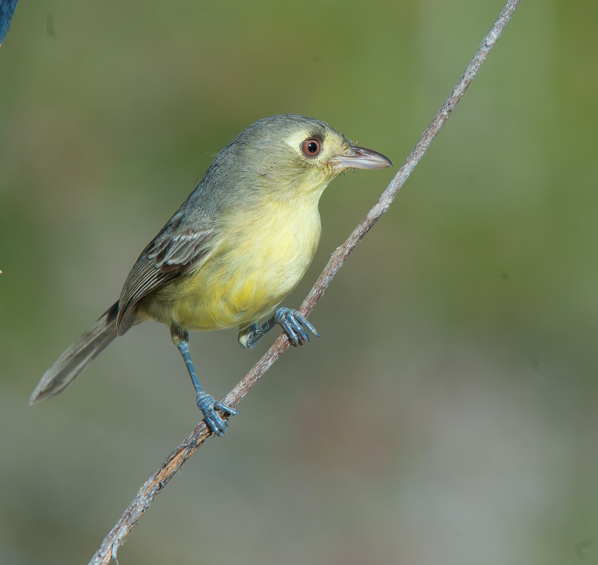 Cuban Vireo - Wayne Fidler